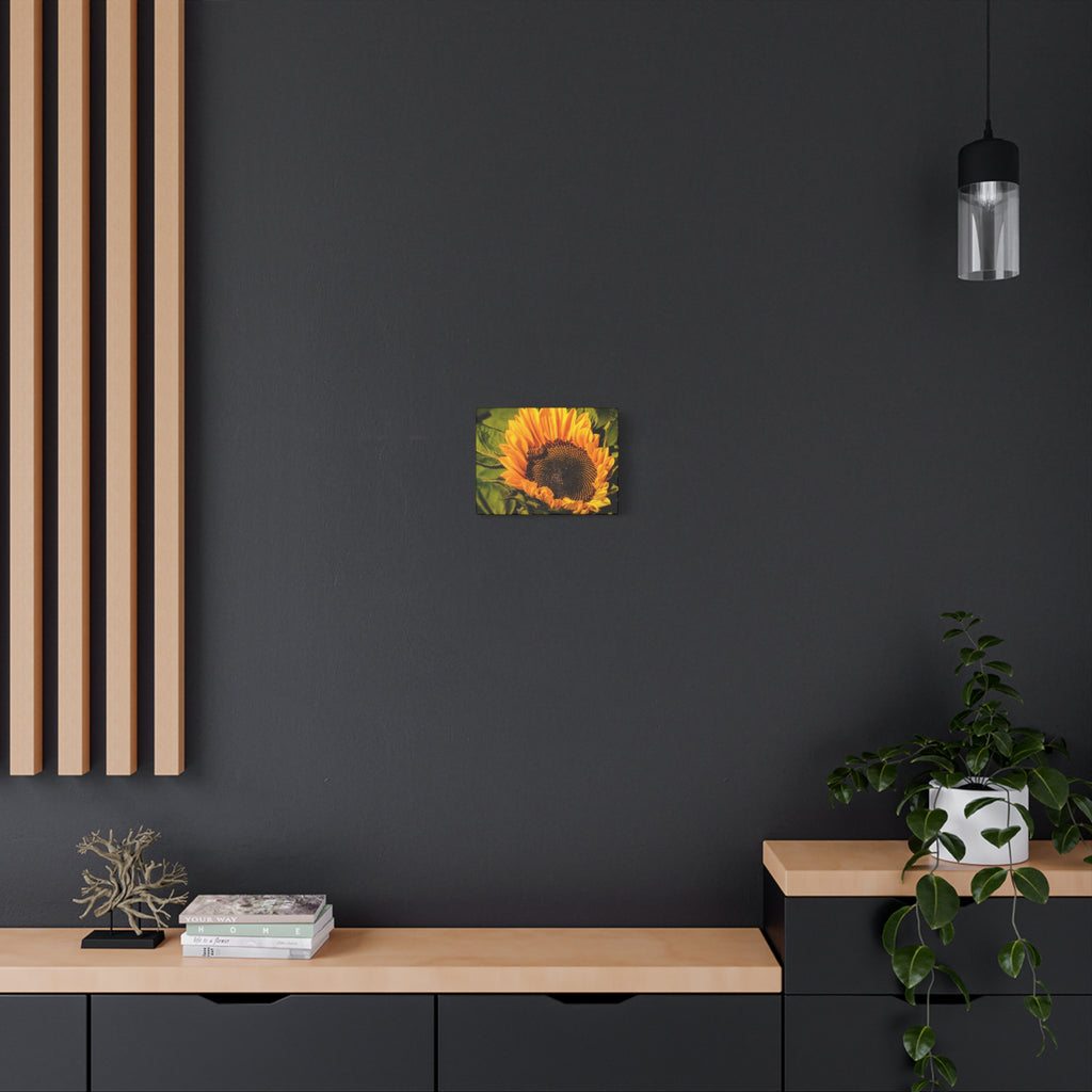 Sunflower & The Bee Canvas Wall Art Matte Stretch