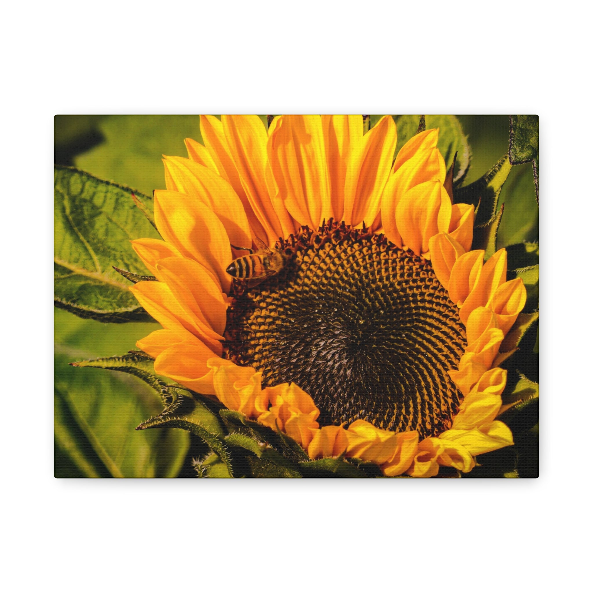 Sunflower & The Bee Canvas Wall Art Matte Stretch