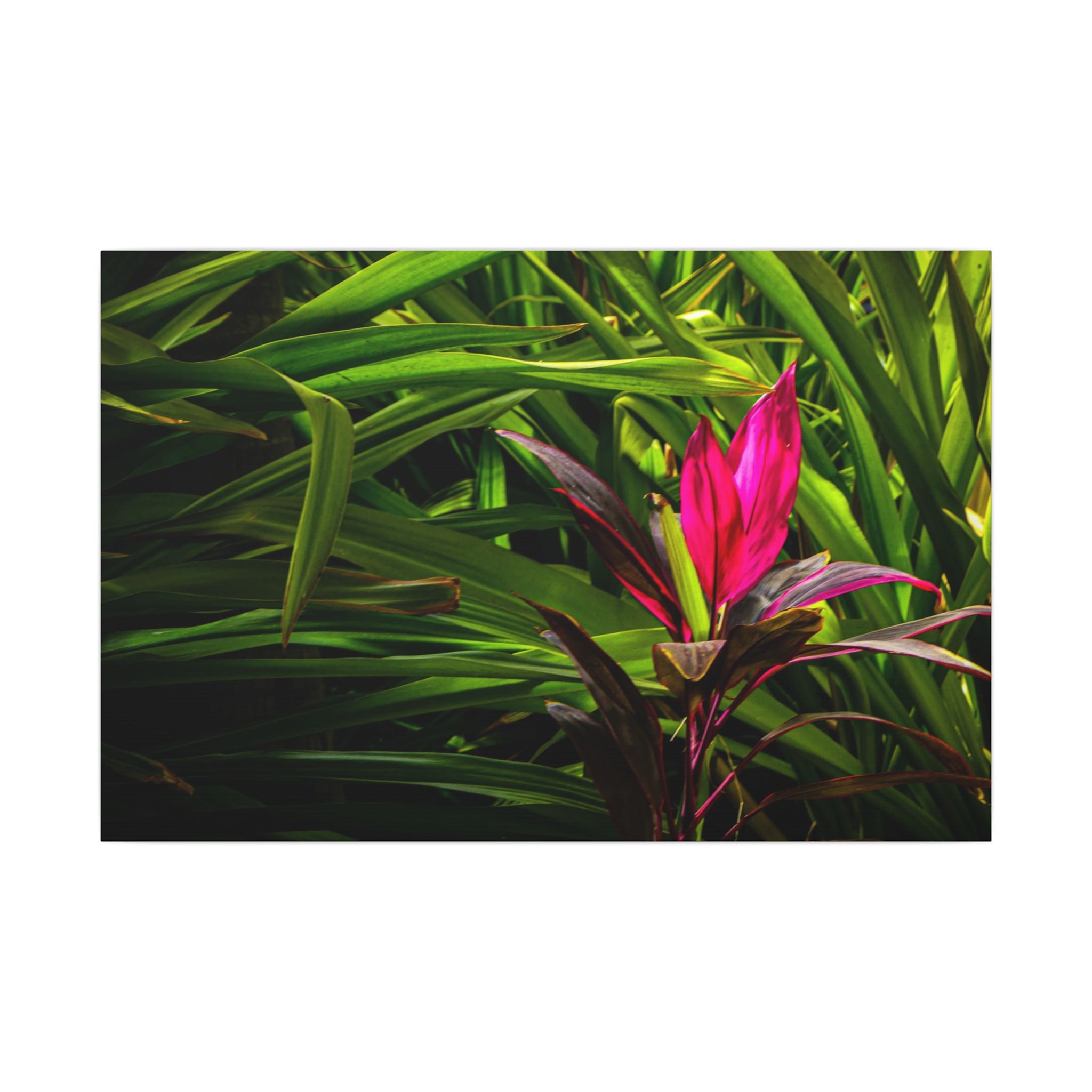 Bloom - Nature Collection Matte Canvas, Framed (Multi-color)