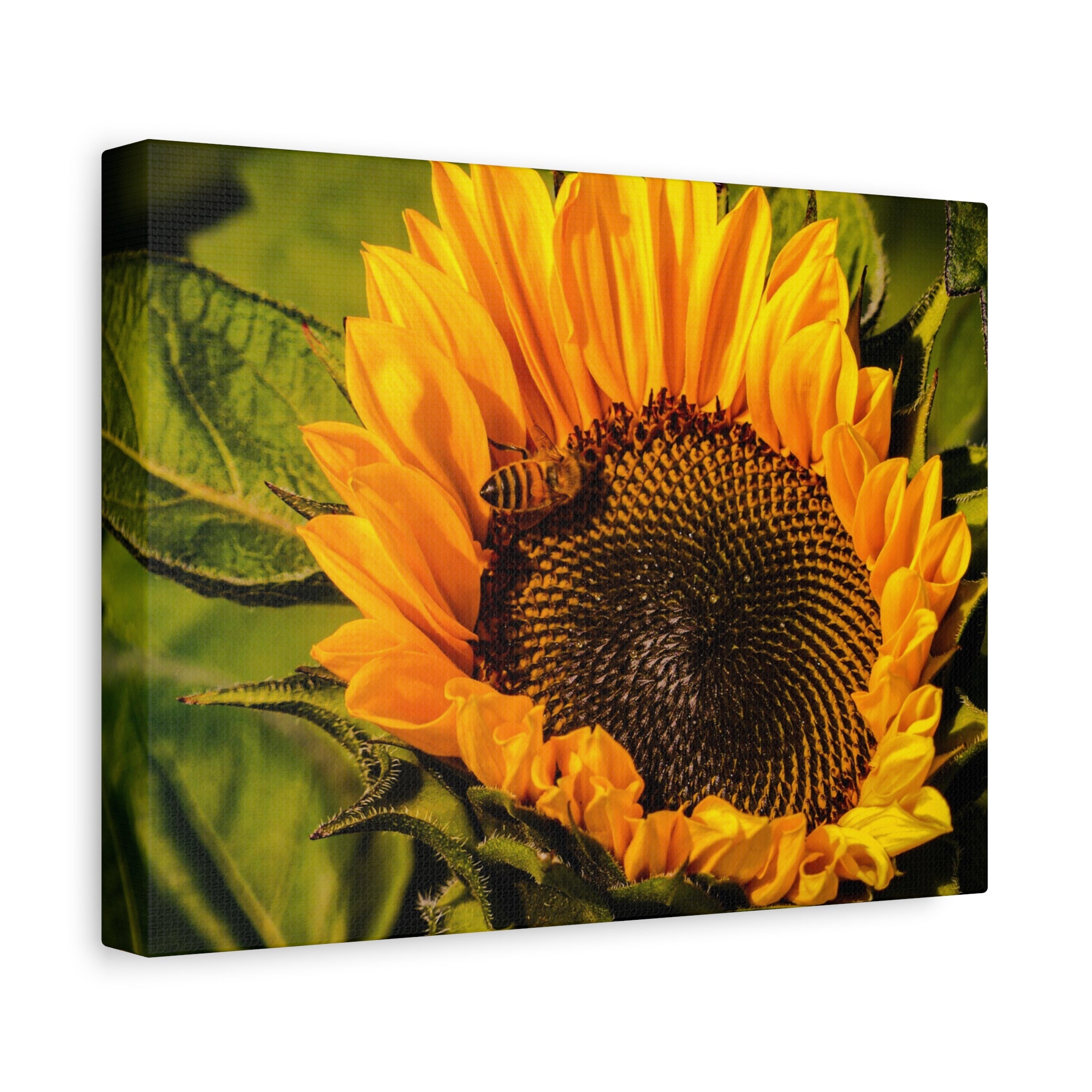 Sunflower & The Bee Canvas Wall Art Matte Stretch